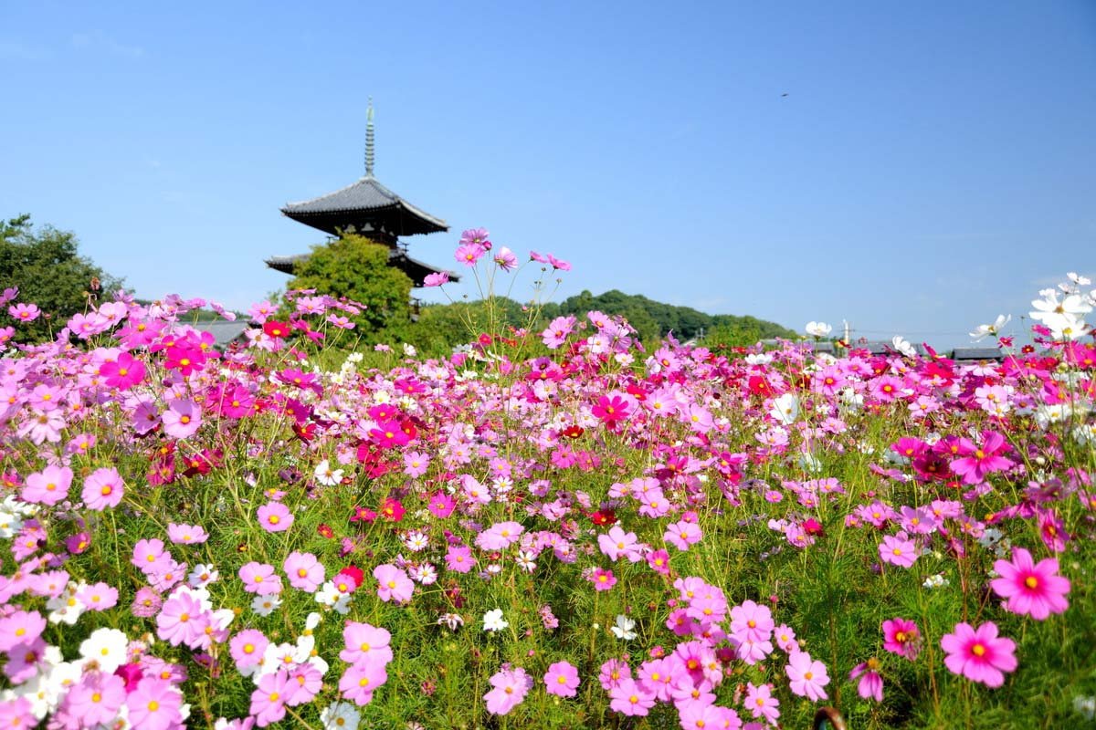 🏯 세키 선광사(세키젠코지) 이미지 8